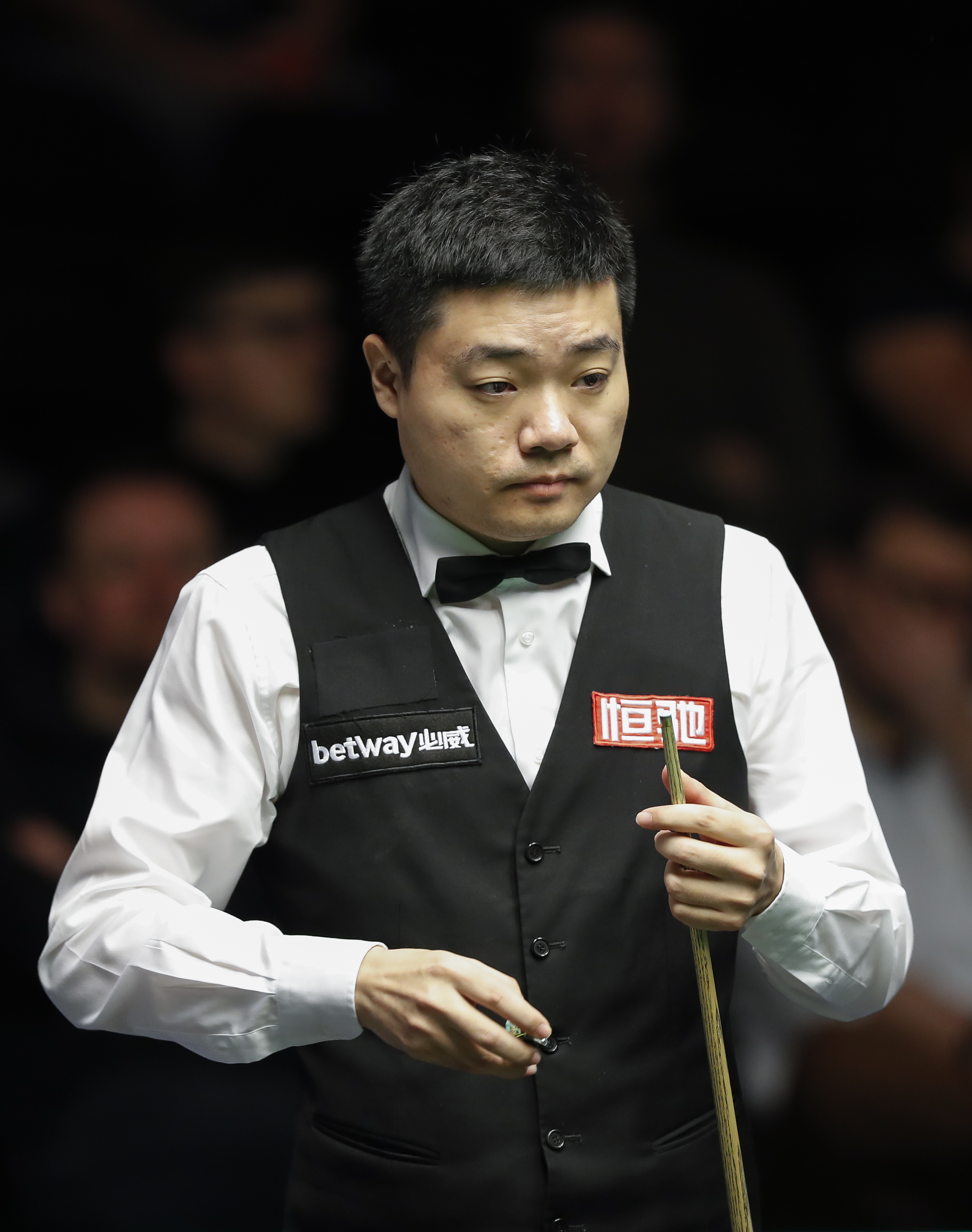 鹈鹕逐渐适 鹈鹕逐渐适